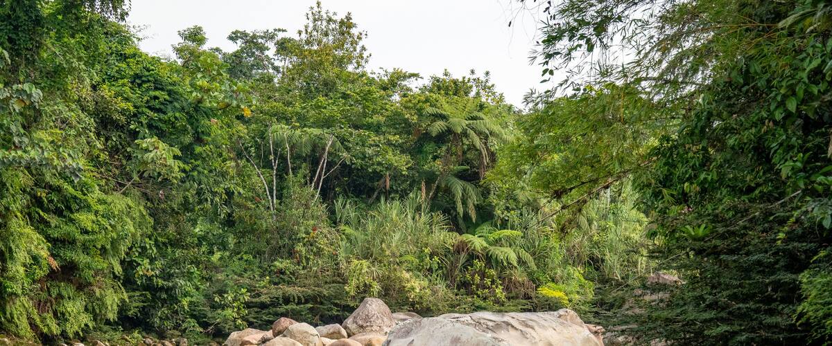 Rapids on a river flowing through the jungle in Archidona, Ecuador