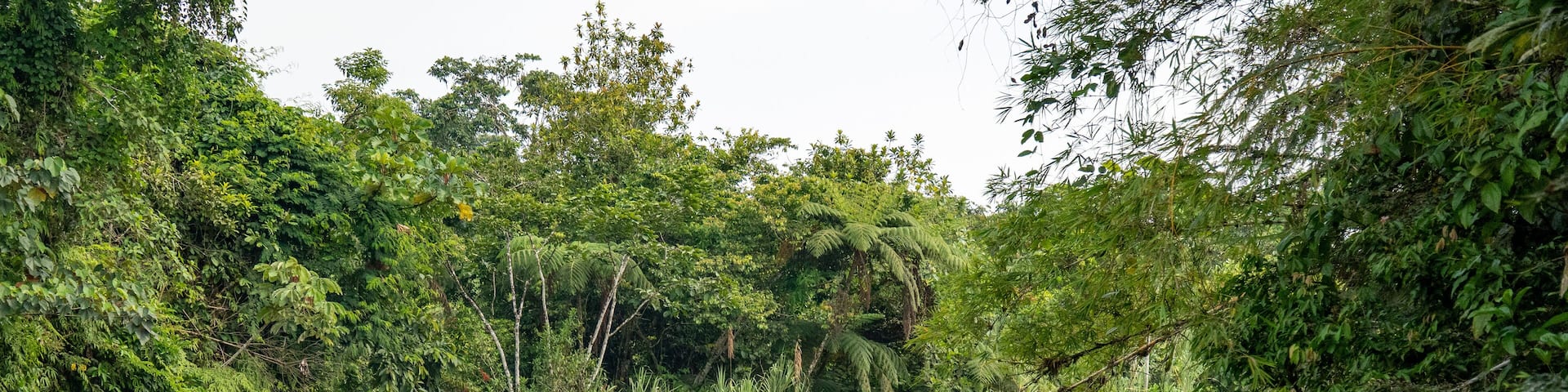 Rapids on a river flowing through the jungle in Archidona, Ecuador