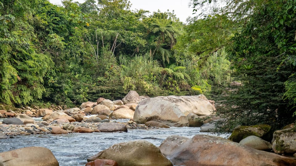 A river with large rocks and dense green foliage.