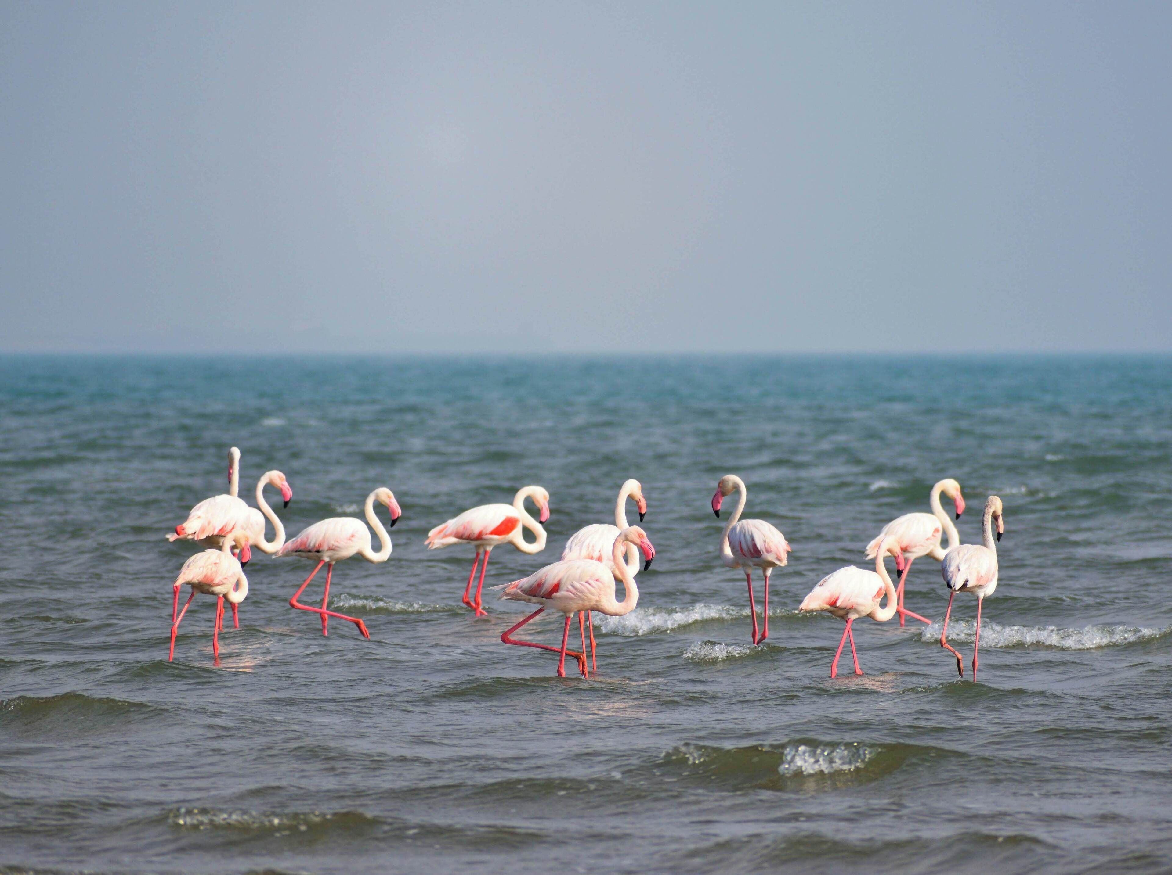 Spotted this flamboyance of flamingos at the beautiful, calm beach in Mandvi