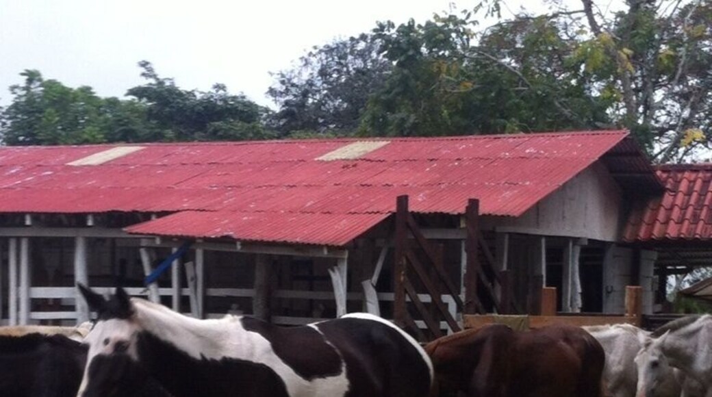 Costa Rican horses in El Rodeo Ciudad Colon