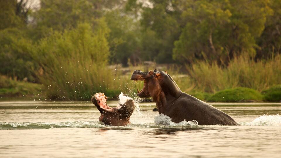 A hippo and a crocodile in a body of water with trees in the background.