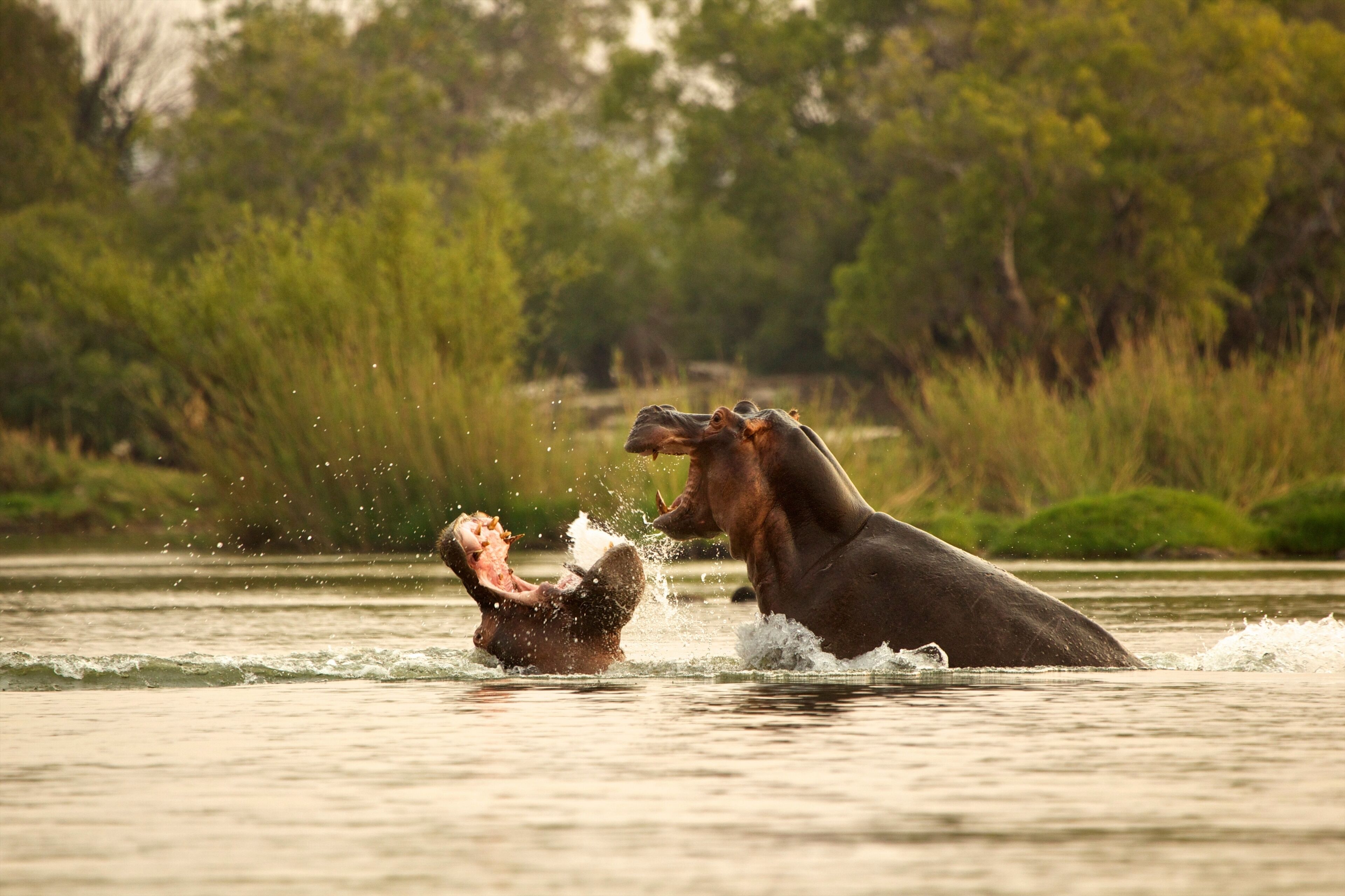 A hippo and a crocodile in a body of water with trees in the background.