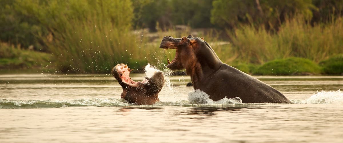 A hippo and a crocodile in a body of water with trees in the background.