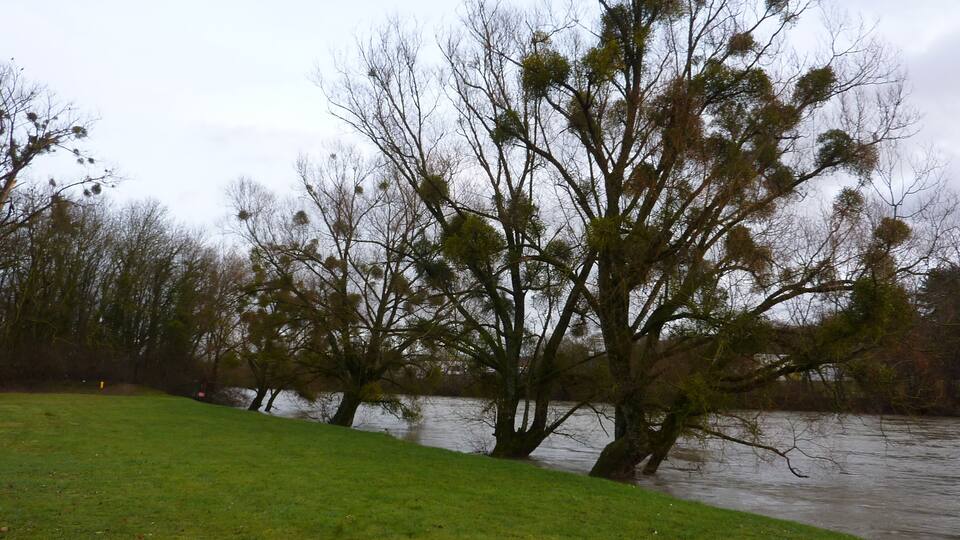 A riverbank with trees and a grassy area.