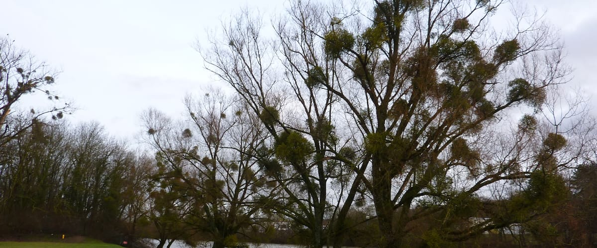 A riverbank with trees and a grassy area.