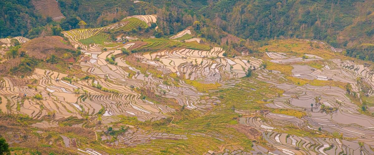 Terraced rice fields on a hillside.