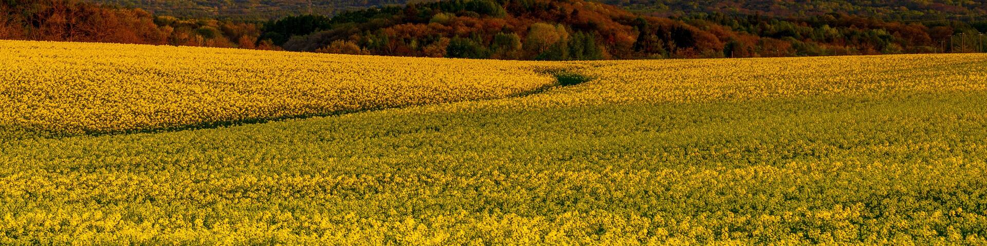 夕焼けに染まる岩木山と菜の花畑 青森 絶景