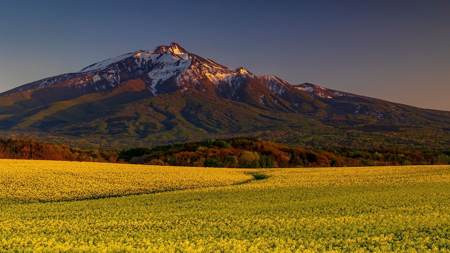 A mountain with snow-capped peaks and a field of yellow flowers in the foreground.