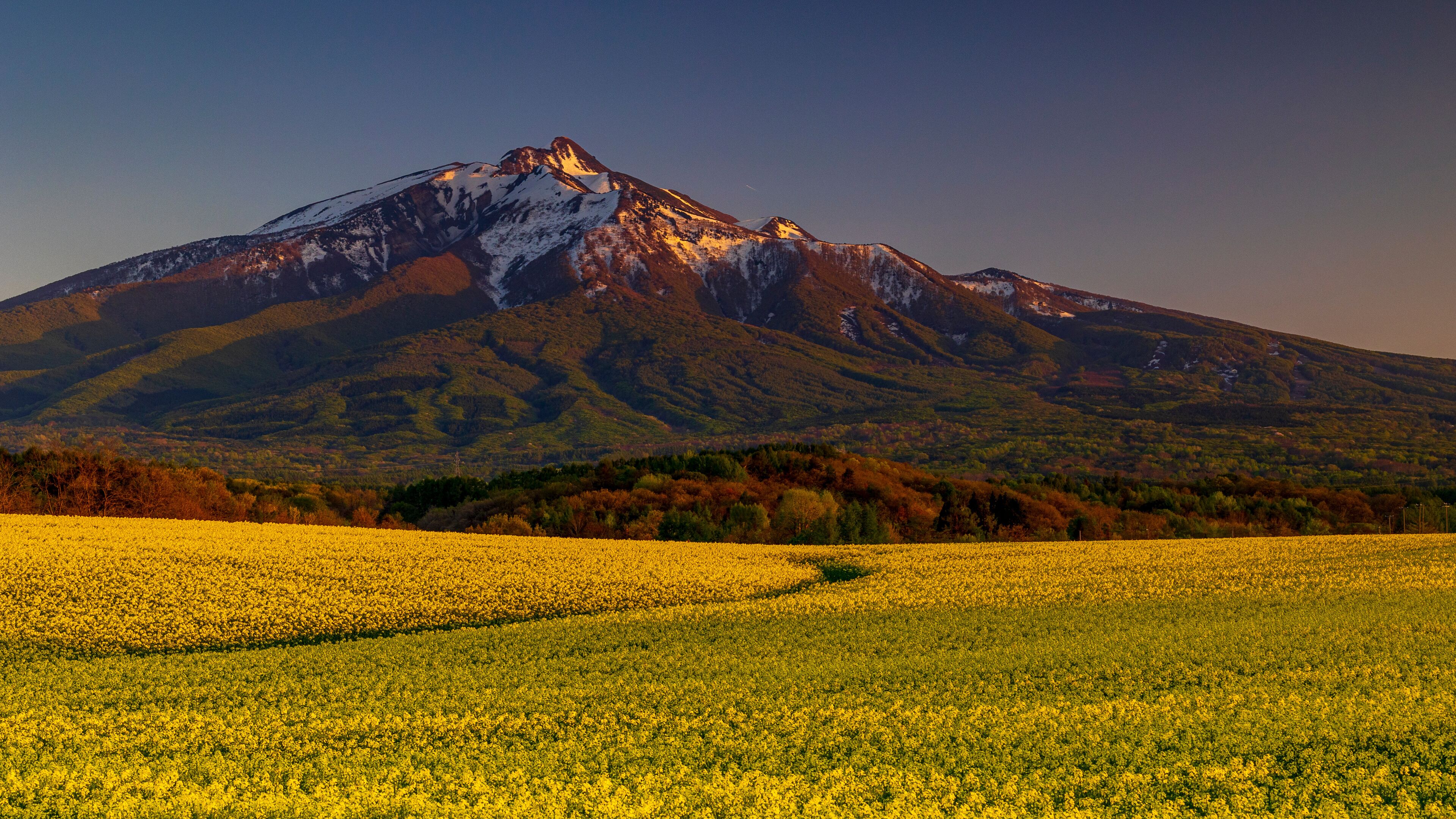 A mountain with snow-capped peaks and a field of yellow flowers in the foreground.