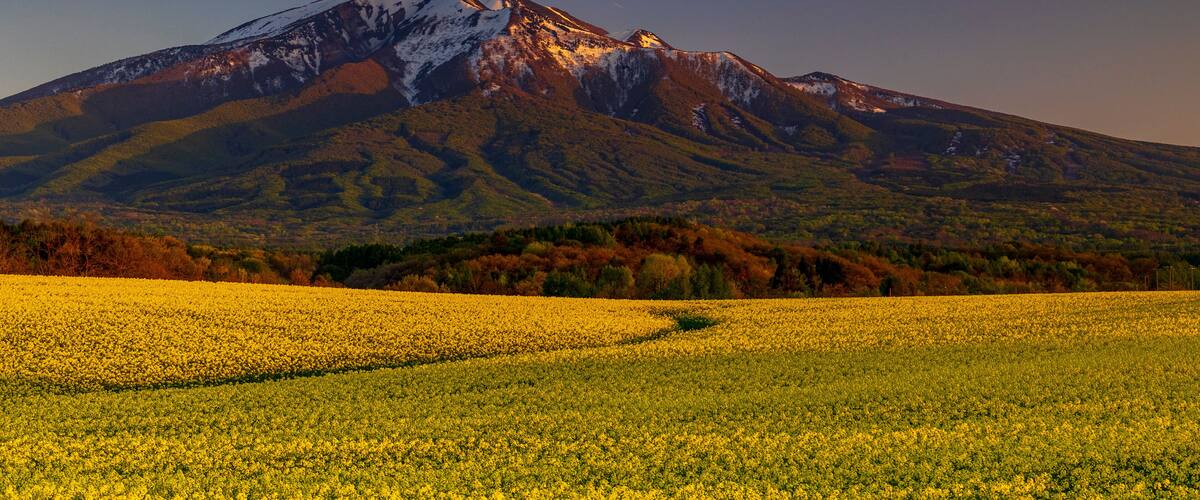 A mountain with snow-capped peaks and a field of yellow flowers in the foreground.