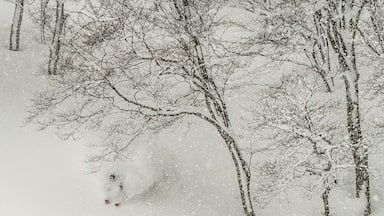 A ski resort on the flanks of Mount Iwaki and within viewing distance to the sea of Japan. Things sometimes get deep in these parts! #adventure