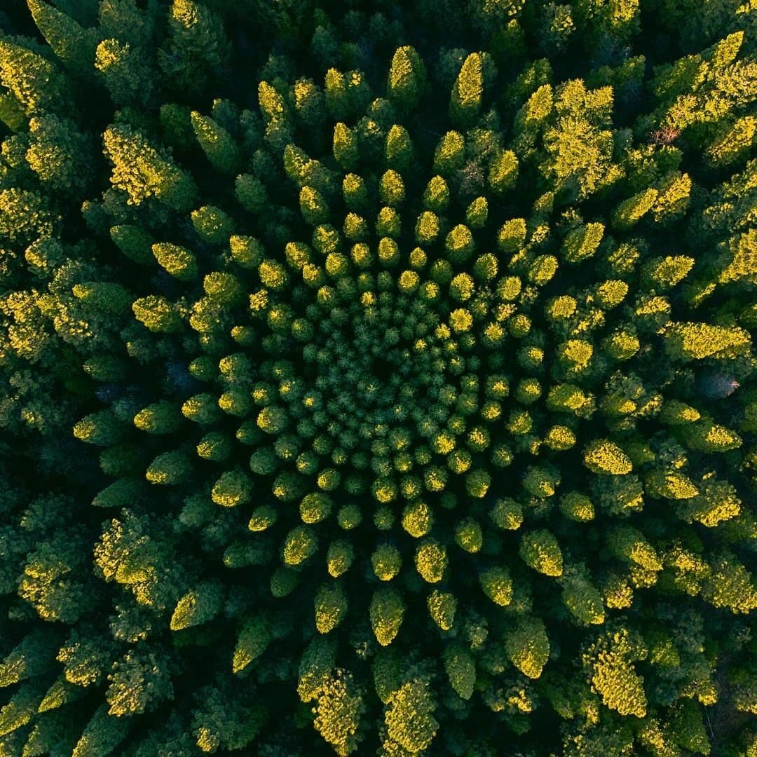 An aerial view of a dense forest with a symmetrical pattern of trees.