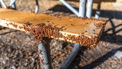 Mass of Convergent Ladybugs (Hippodamia convergens) in the winter timeat Pinnacles National Park