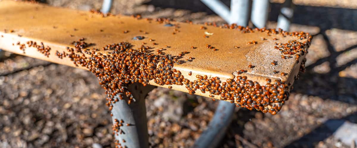A wooden bench covered in small brown insects.
