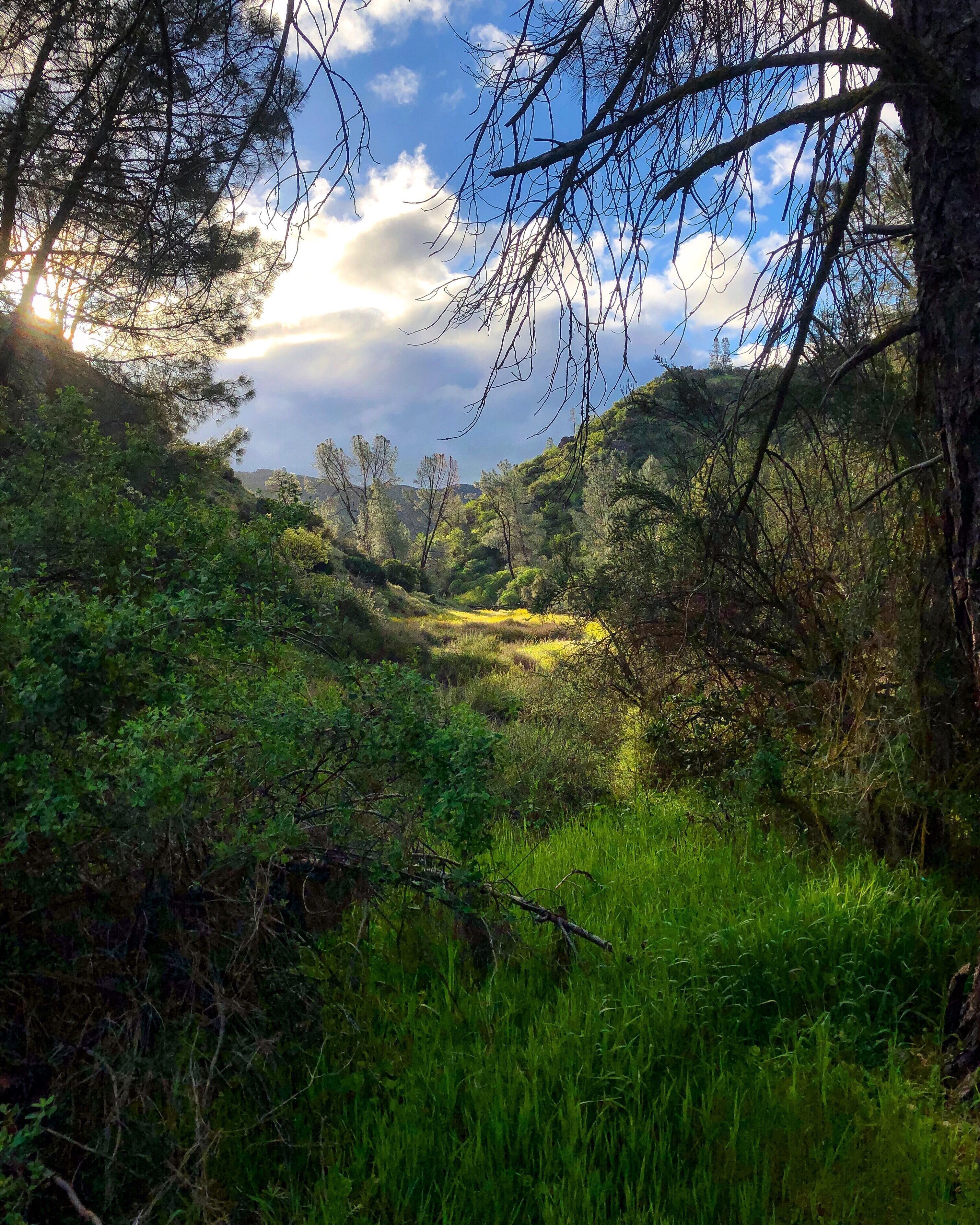 A lush green landscape with dense trees and a clear sky.