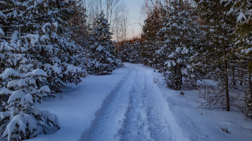 A snow-covered road flanked by dense evergreen trees.
