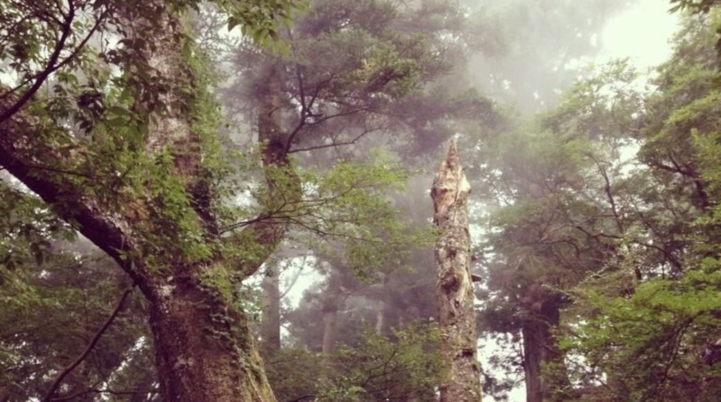 Oyama, meaning large mountain in the west Kanagawa prefecture 1.5 hour from central Tokyo. Historically it is sacred place and praying for rainfall. Great mountain for day hike. #Treetrove
