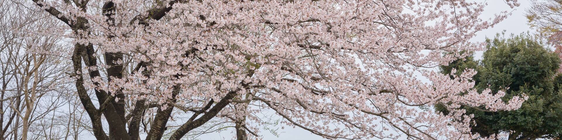 Beautiful cherry blossoms blooming at the observatory of Isehara Sports Park