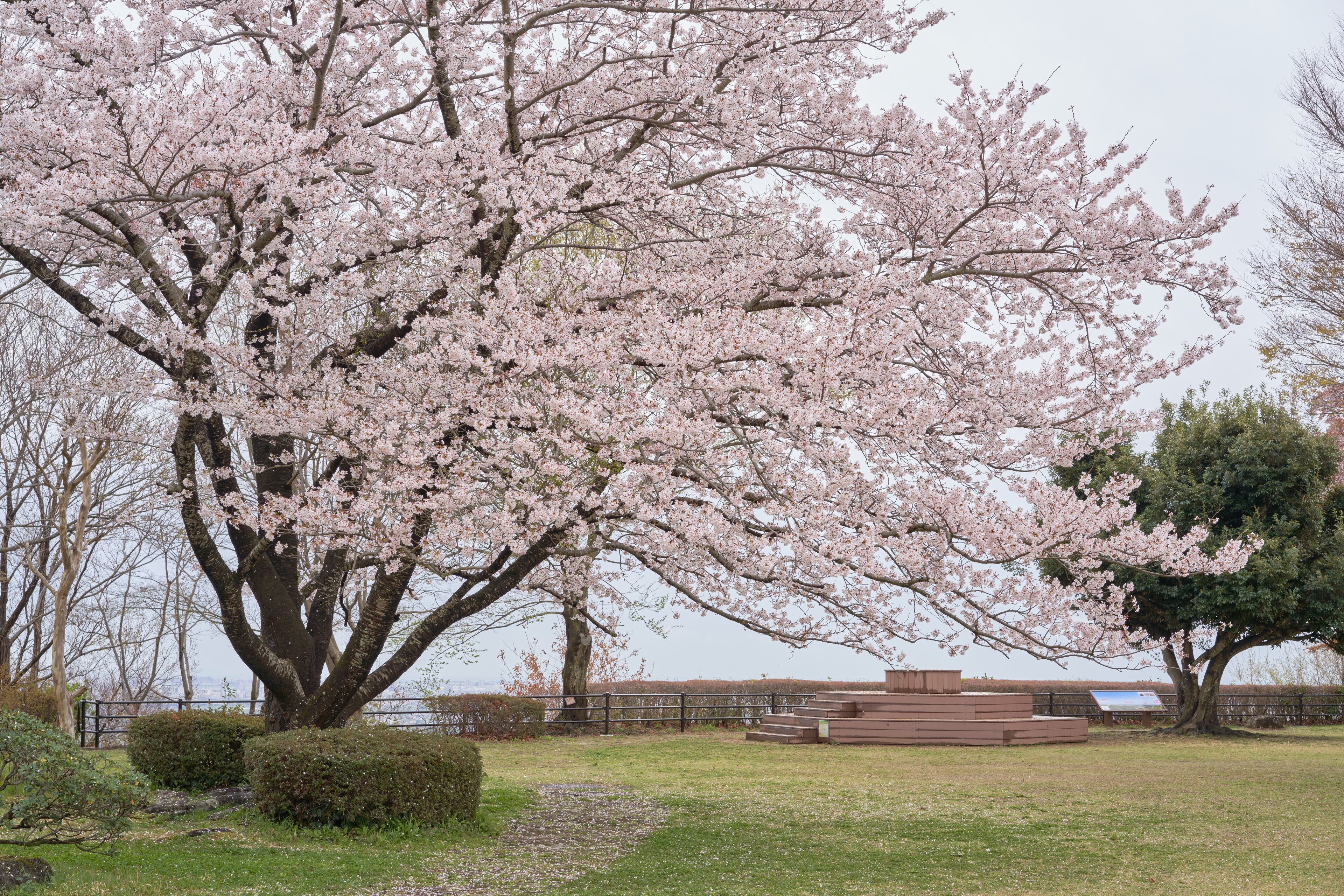A cherry blossom tree in full bloom, a wooden bench, and a grassy area with a fence in the background.