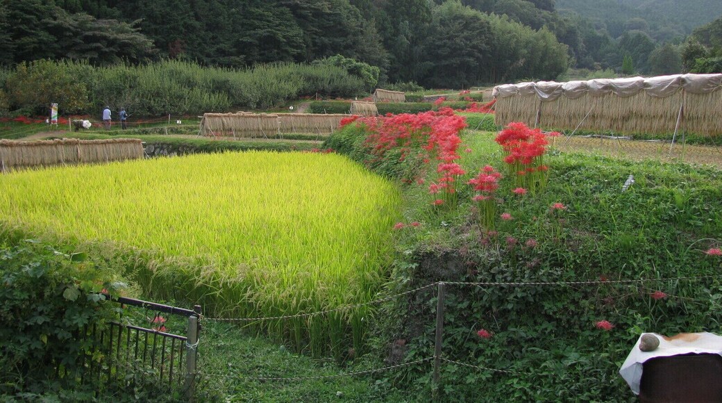 This place is the Hinata rural area in Isehara, Kanagawa, Japan.