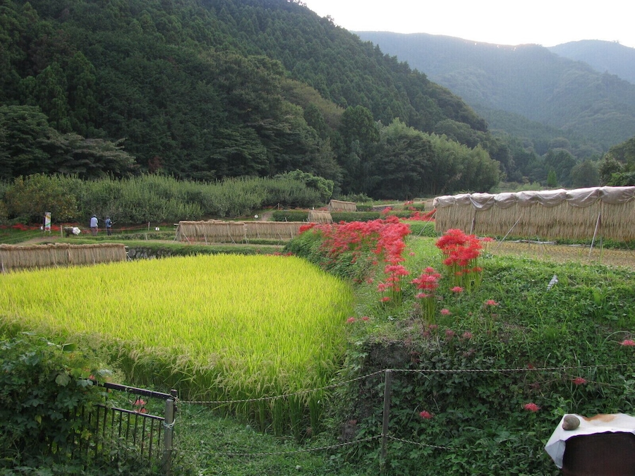 This place is the Hinata rural area in Isehara, Kanagawa, Japan.