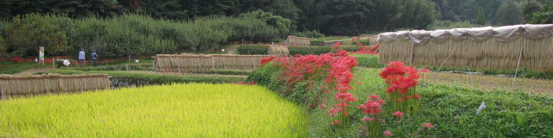 This place is the Hinata rural area in Isehara, Kanagawa, Japan.