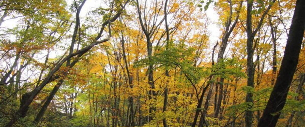 碓氷峠_北向馬頭観世音付近の道