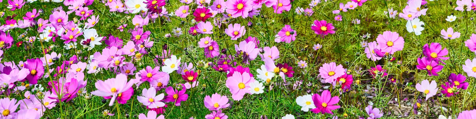 三重県 明和町斎宮に咲くコスモス