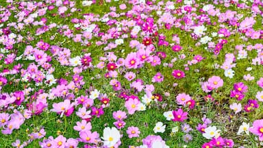 三重県 明和町斎宮に咲くコスモス