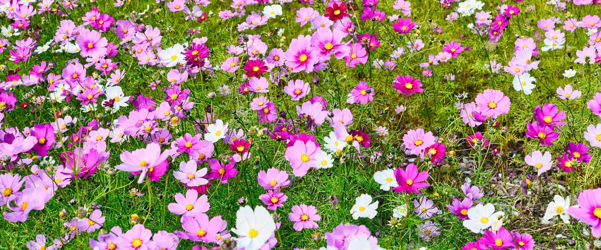 A field of pink and white flowers.