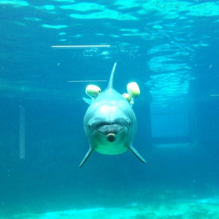 ダルマザメに勝ったんだね