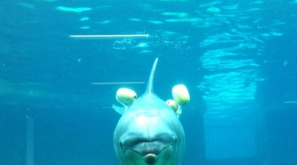 ダルマザメに勝ったんだね