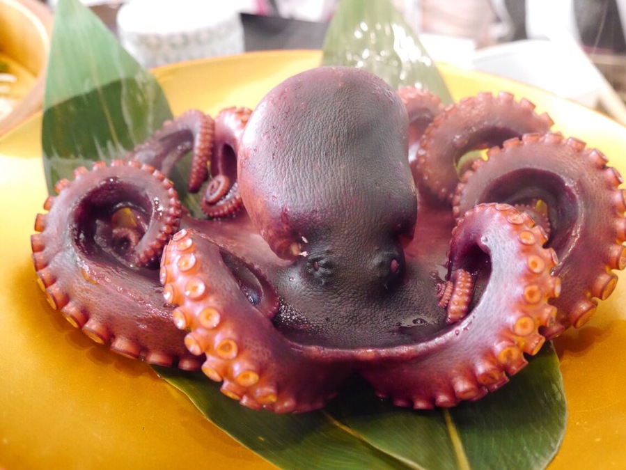The octopus which I boiled