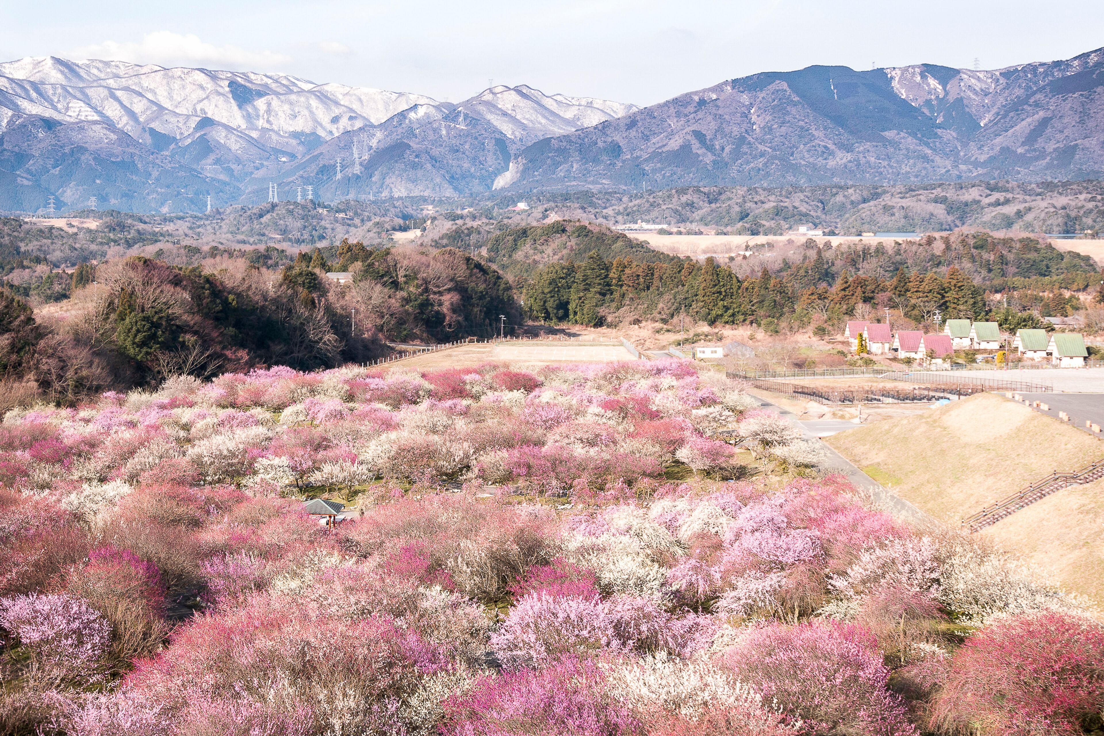 A mountainous landscape with pink flowering shrubs and a small village with red-roofed houses.