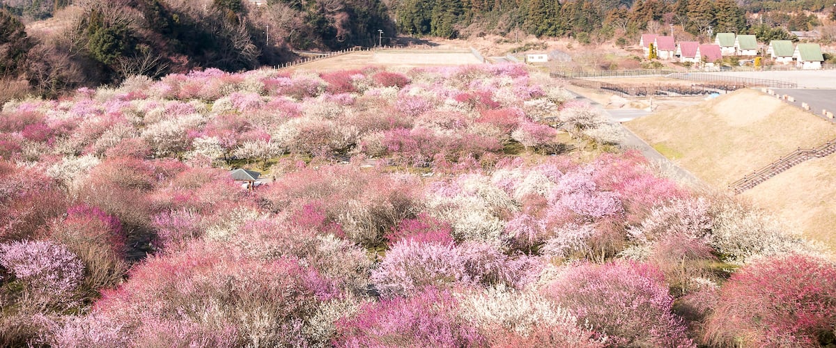 A mountainous landscape with pink flowering shrubs and a small village with red-roofed houses.