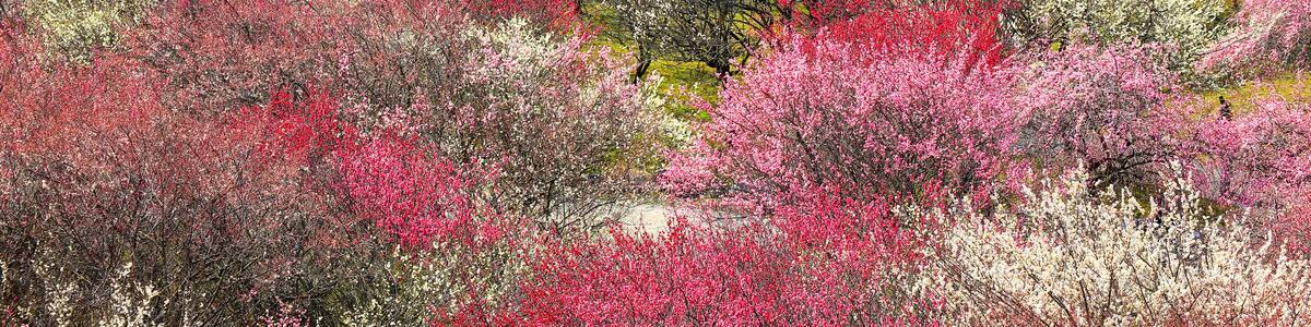 Japanese plum grove in full bloom ,in Inabe Mie Prefecture