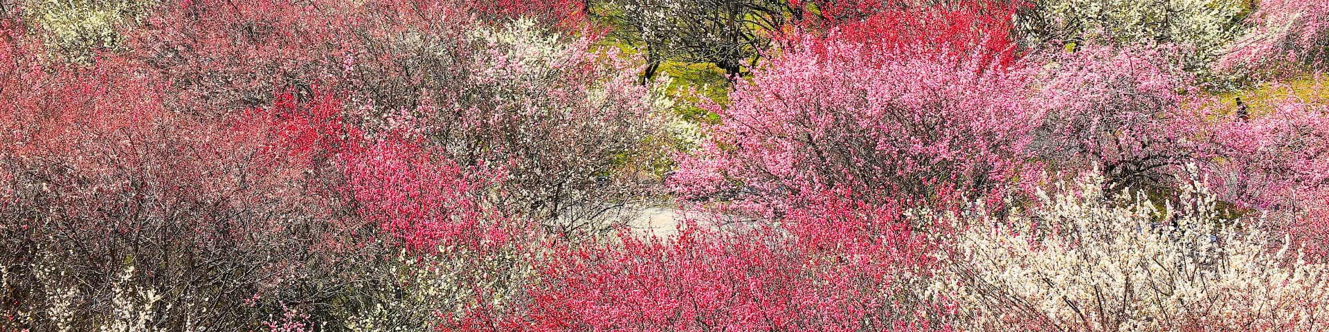Japanese plum grove in full bloom ,in Inabe Mie Prefecture