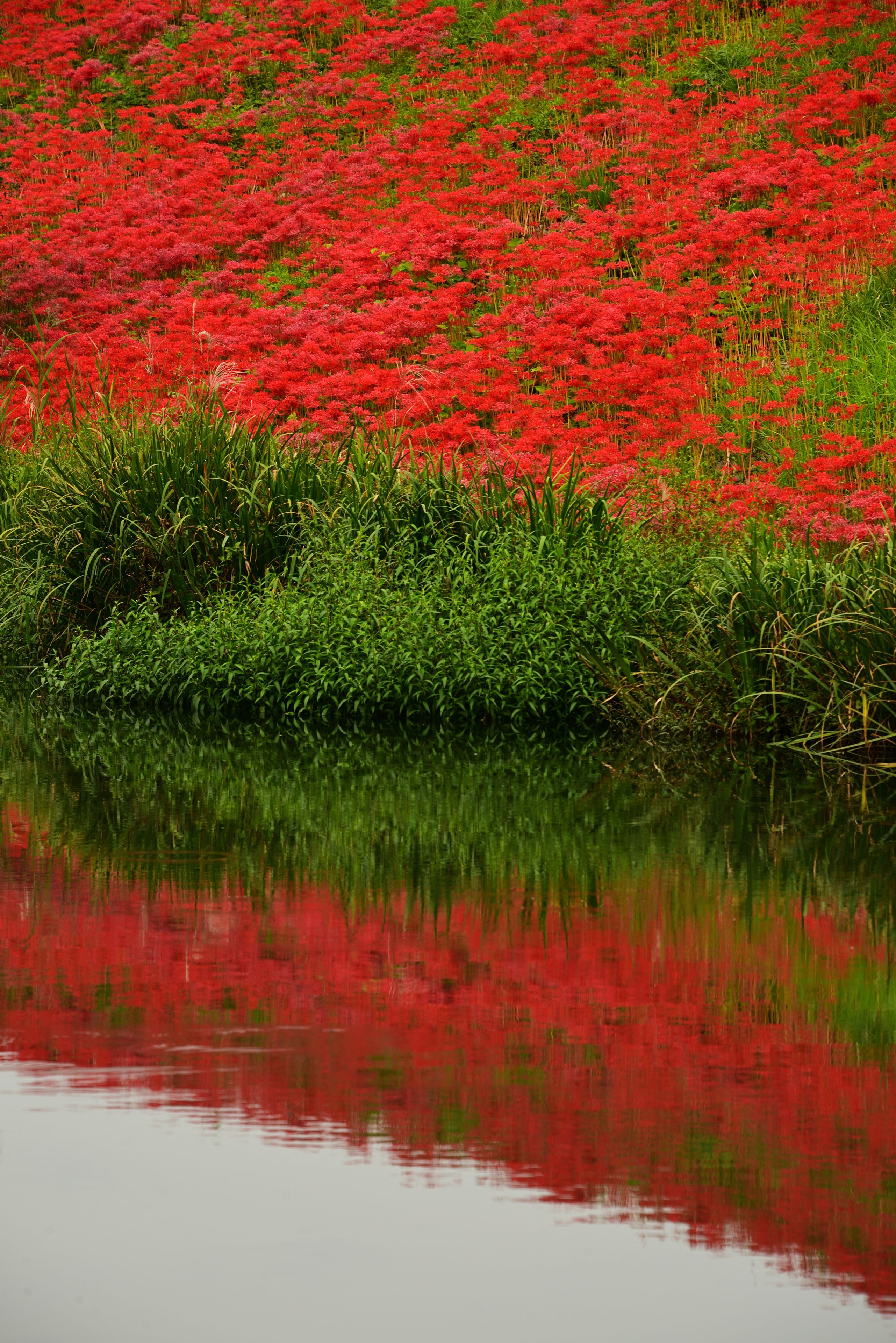 A field of red flowers reflecting on a calm body of water.