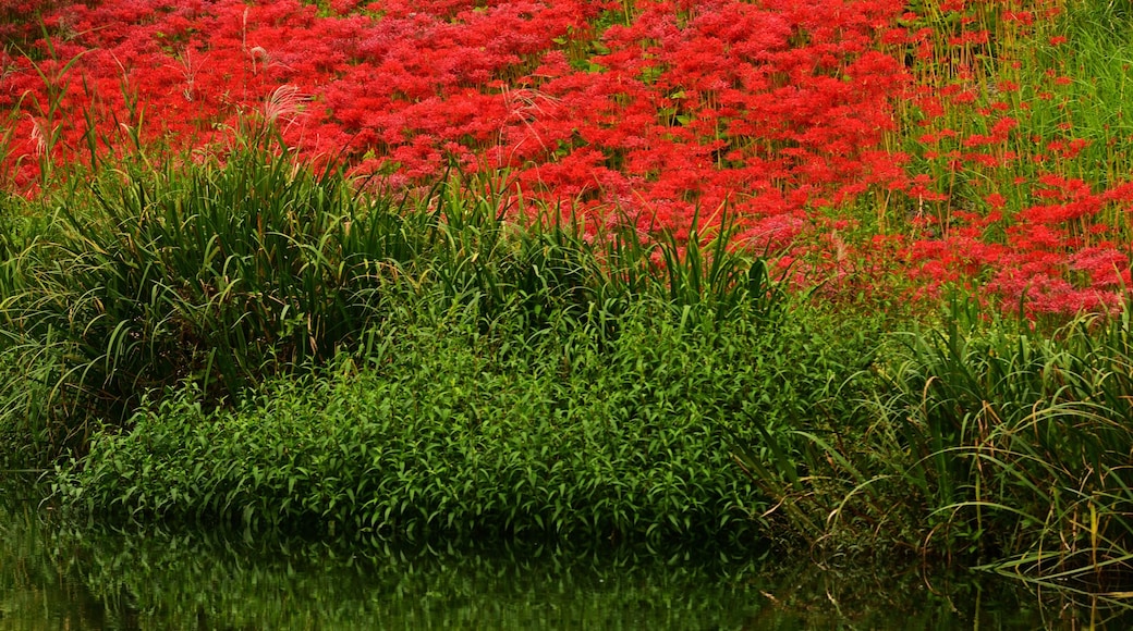 A field of red flowers reflecting on a calm body of water.