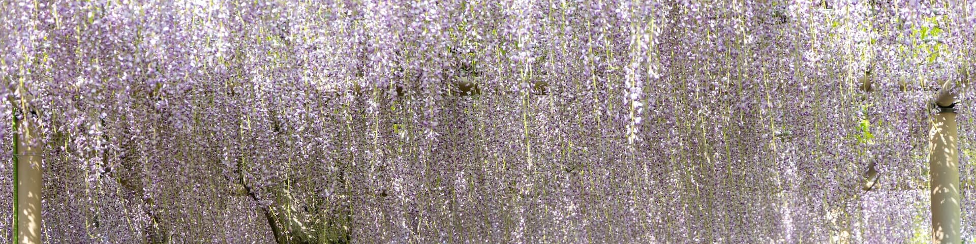 愛知県江南市曼陀羅寺公園の藤まつりと満開の藤棚