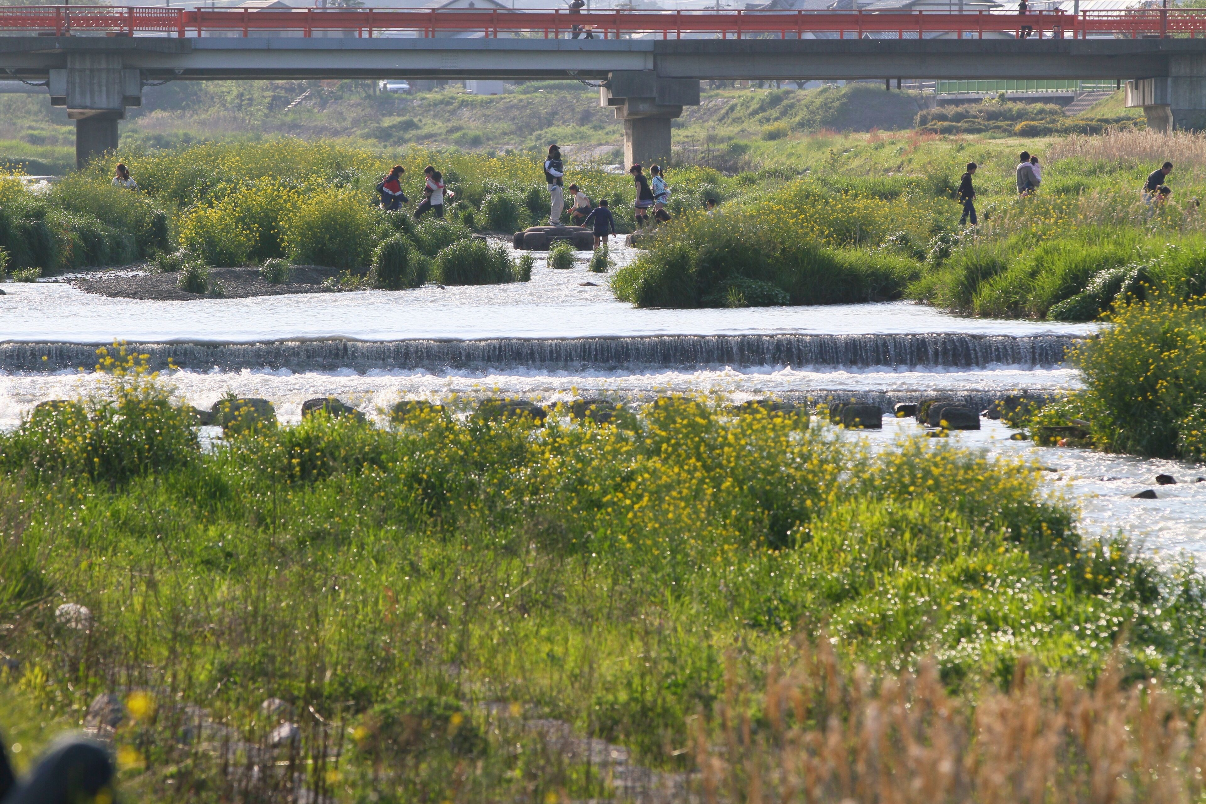 A river with a small waterfall, surrounded by lush greenery and yellow flowers.