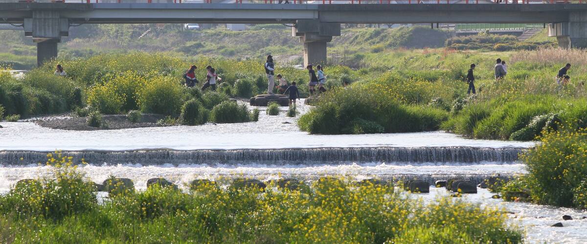 A river with a small waterfall, surrounded by lush greenery and yellow flowers.