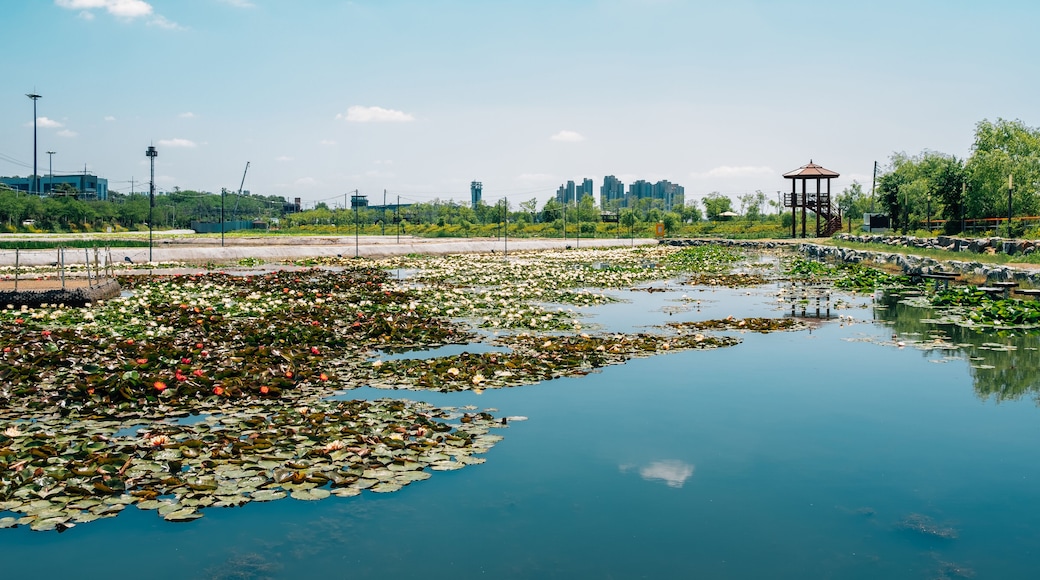 Lotus field and pavilion at Wangsong Lake park in Uiwang, Korea