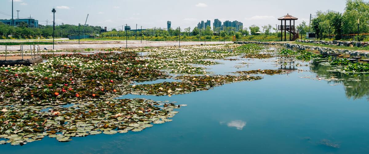 Lotus field and pavilion at Wangsong Lake park in Uiwang, Korea