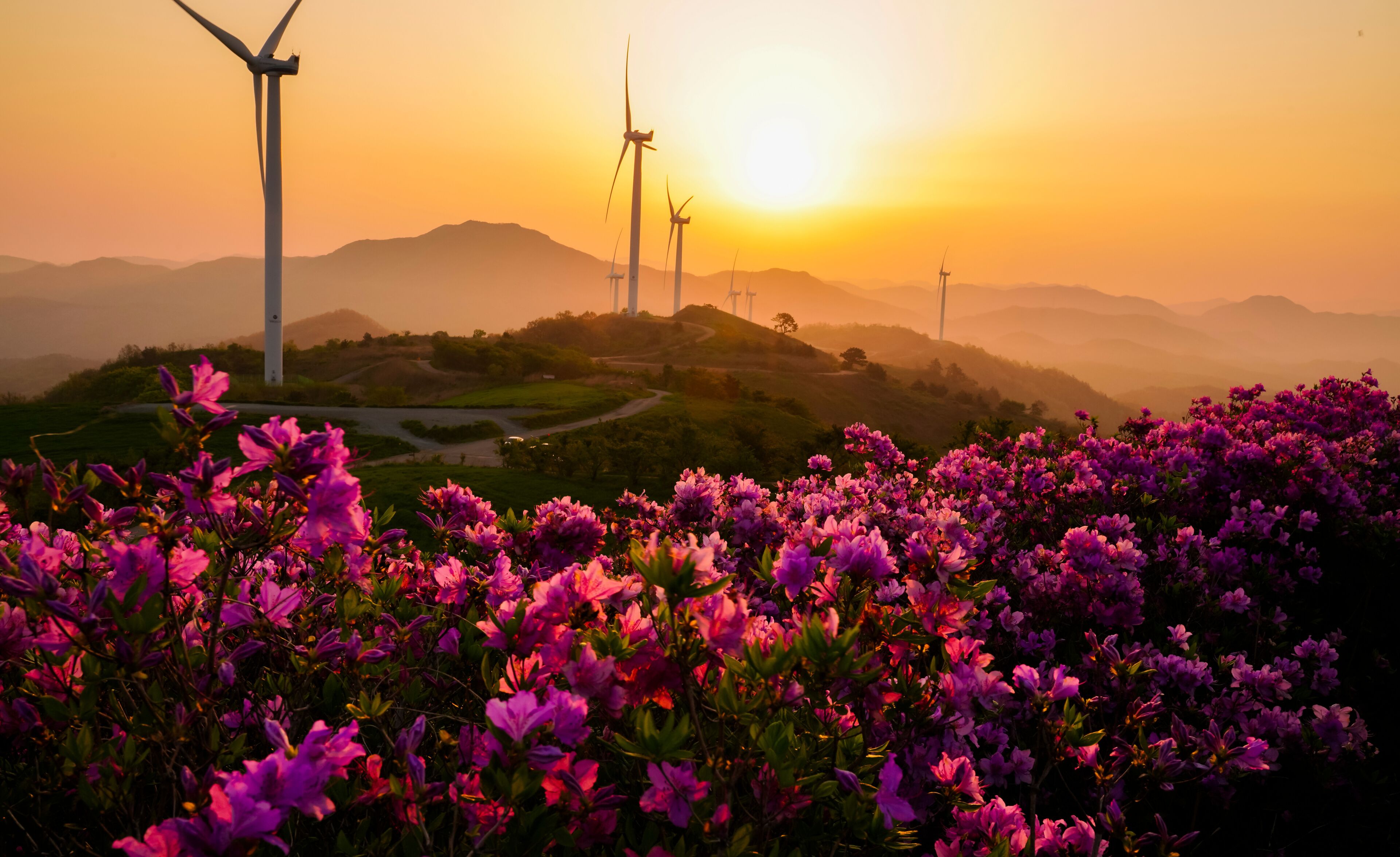 철쭉꽃이 피는 계절의 영암 서광목장 일출