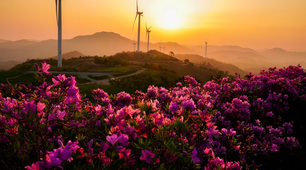 철쭉꽃이 피는 계절의 영암 서광목장 일출