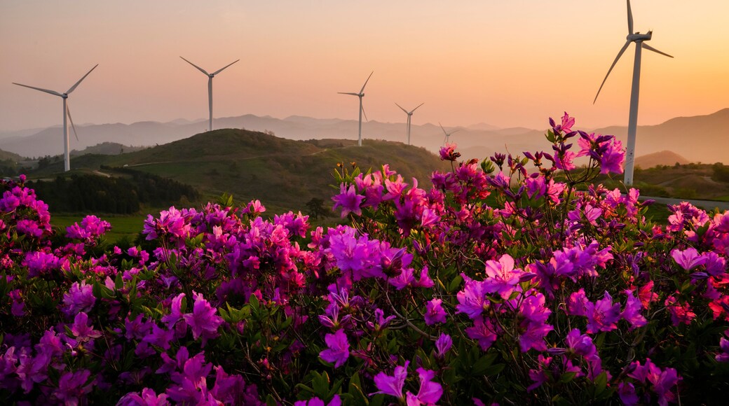 철쭉꽃이 피는 계절의 영암 서광목장 일출
