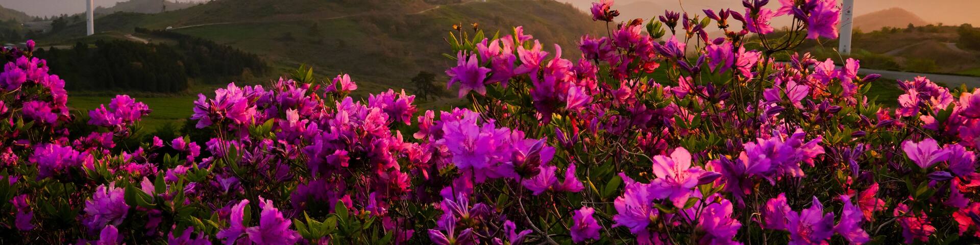 철쭉꽃이 피는 계절의 영암 서광목장 일출