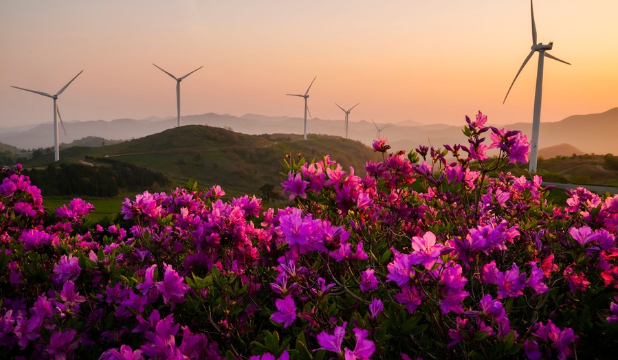 철쭉꽃이 피는 계절의 영암 서광목장 일출